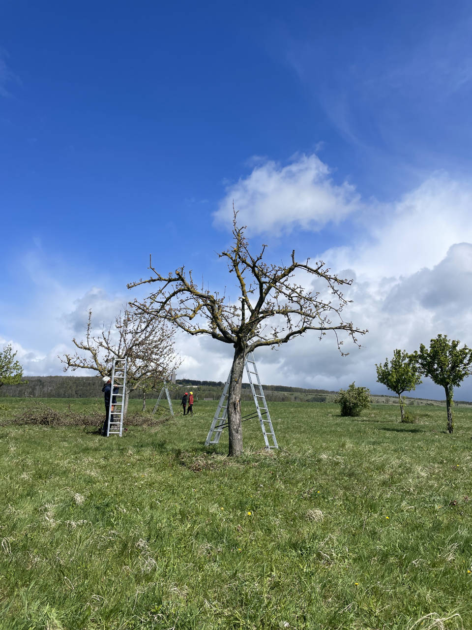 Obstbaumschnitt Baumwartin Baumschnitt Dresden Ottendorf-Okrilla