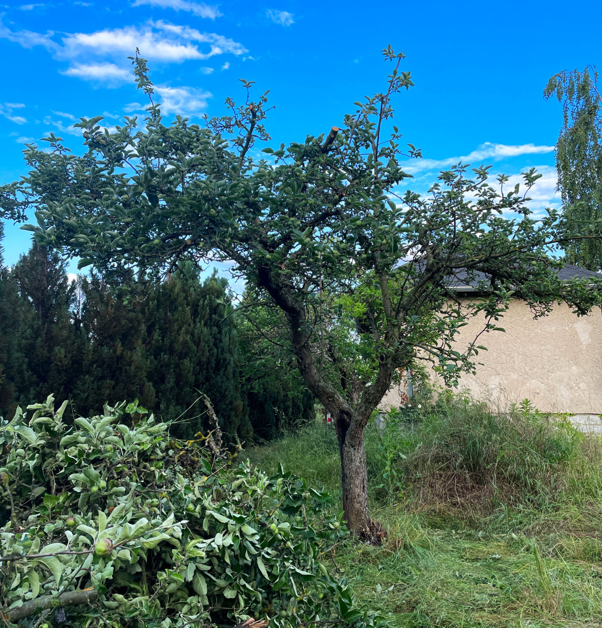 Obstbaumschnitt Baumwartin Baumschnitt Dresden Ottendorf-Okrilla